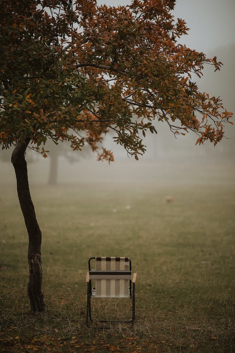 niebla ramas hierba hojas