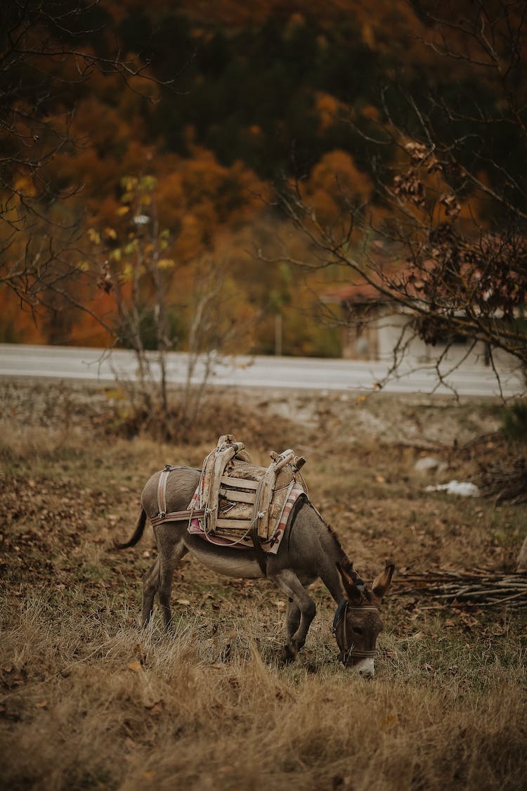 animal al aire libre de perfil animales en la naturaleza