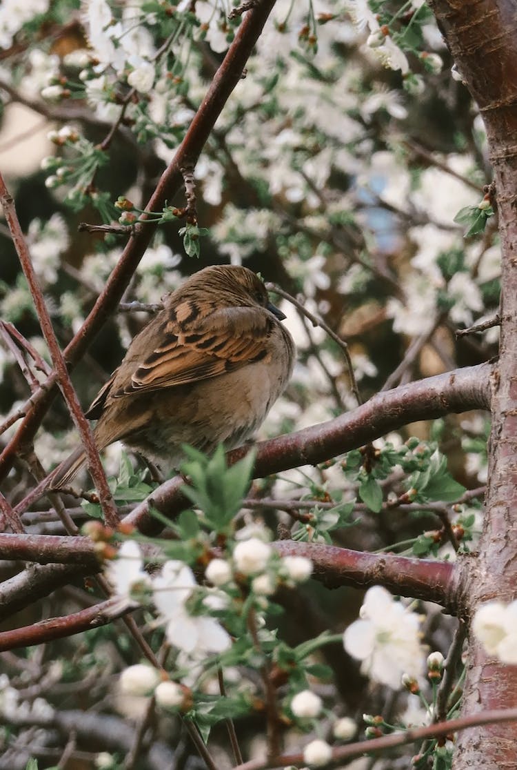 naturaleza pajaro flores animal