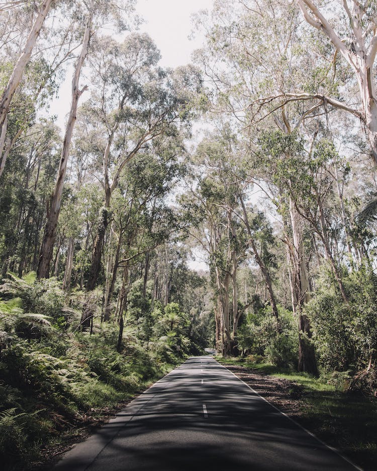 carretera bosque arboles campo