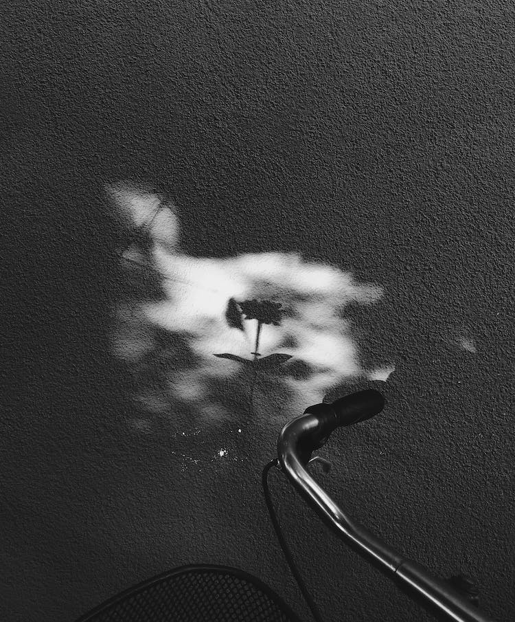 blanco y negro pared flor sombra