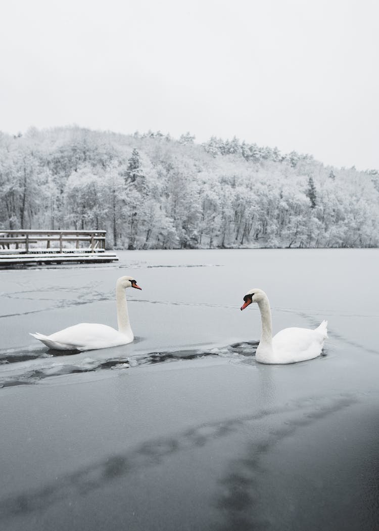 resfriado nieve naturaleza pajaro