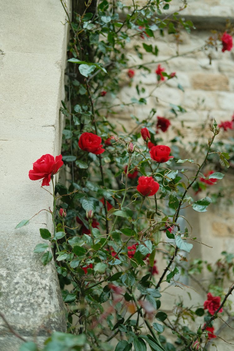 rojo flores jardin petalos