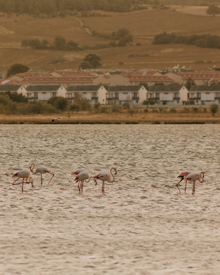 aves flamencos fotografia de animales aves zancudas