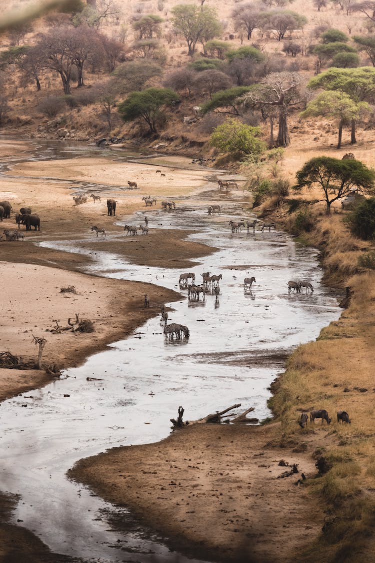 corriente animales fauna habitat