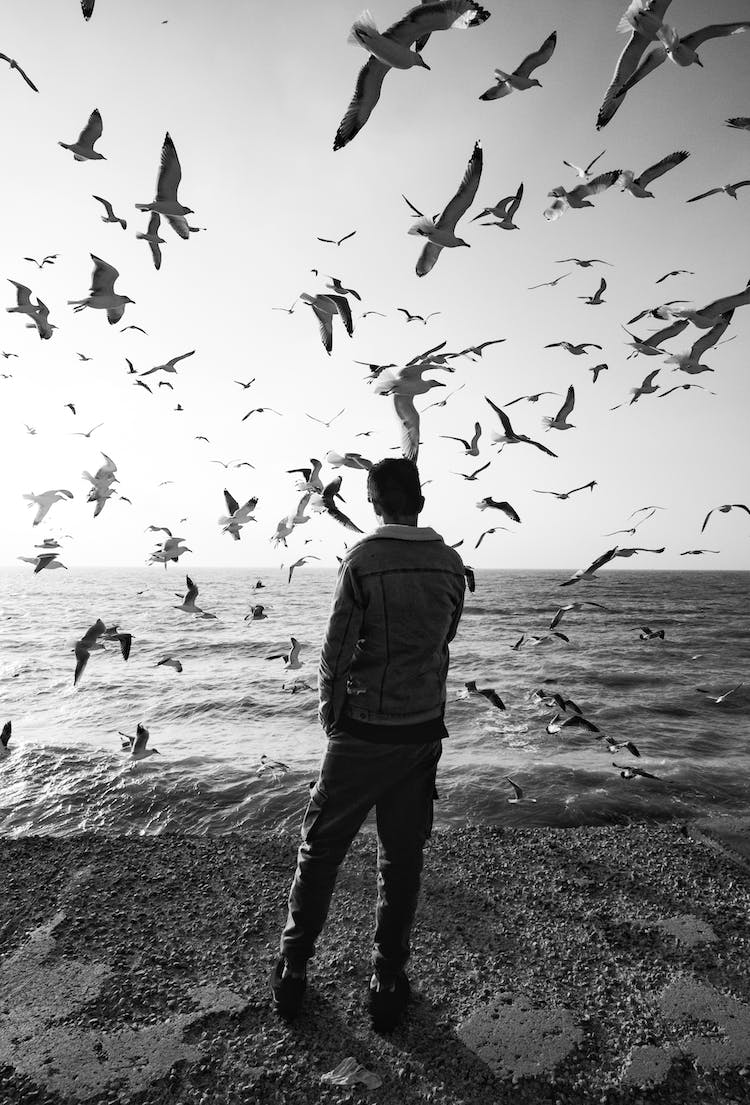 blanco y negro hombre persona gaviotas