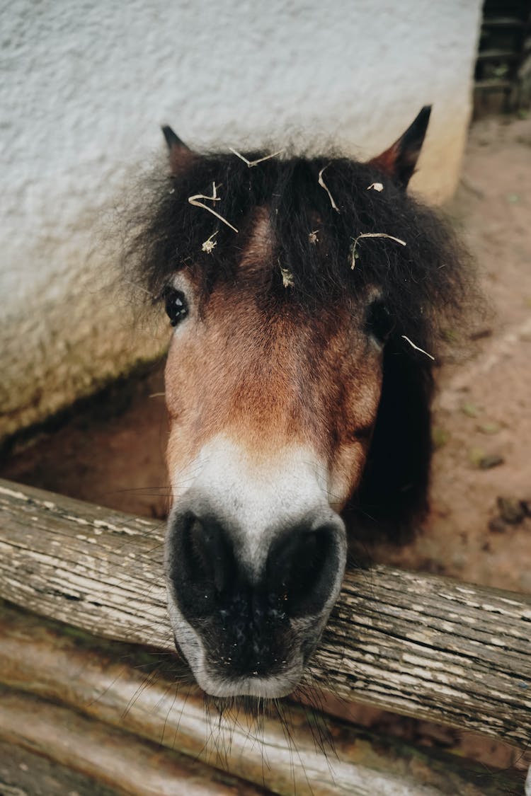 cabeza caballo poni cerca de madera