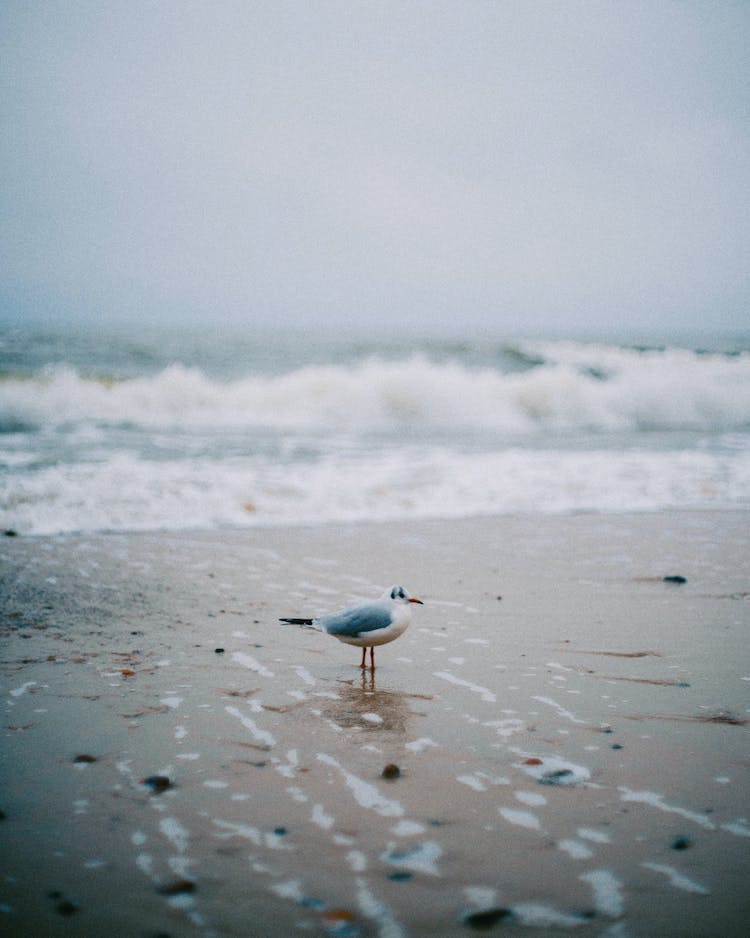 mar pajaro olas pico