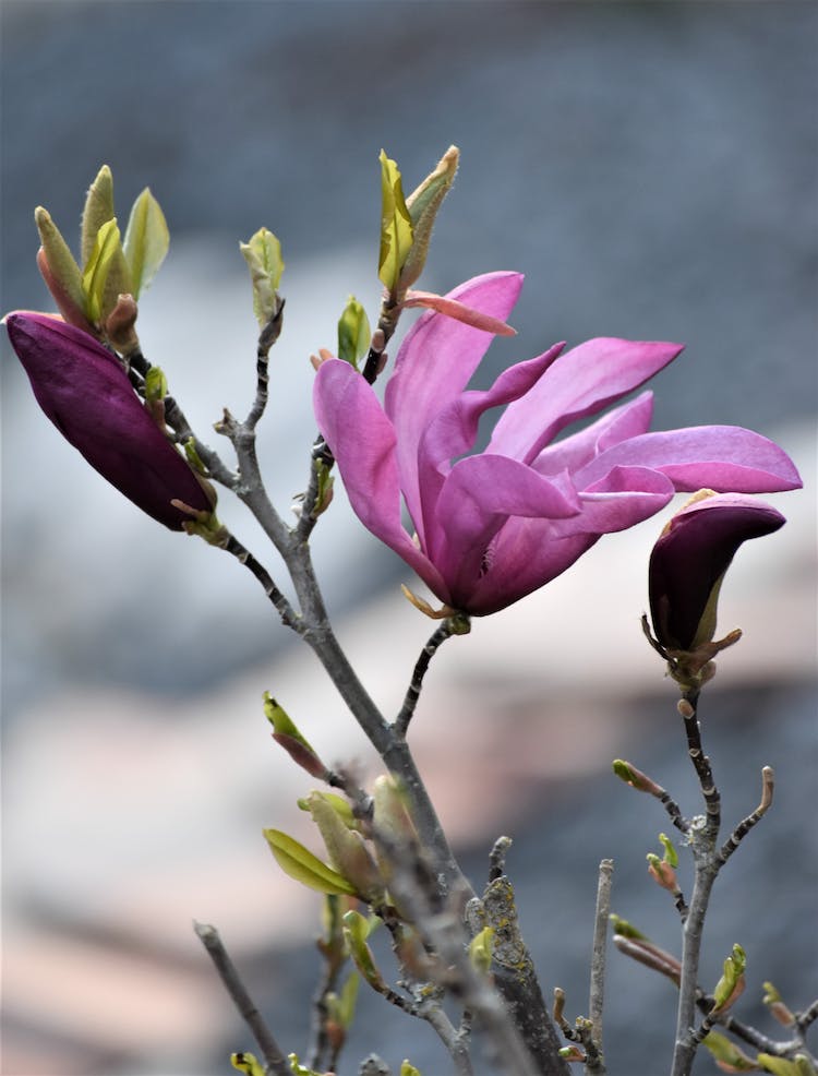 purpura flor flora crecimiento