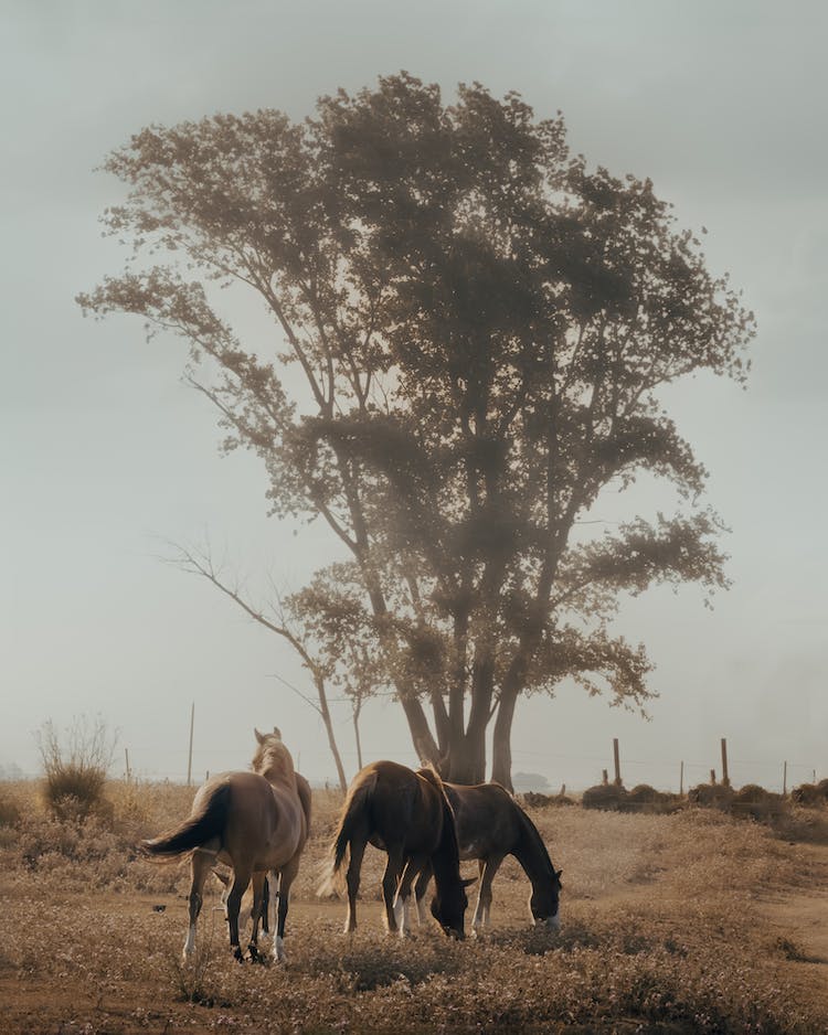 naturaleza prado arbol animales