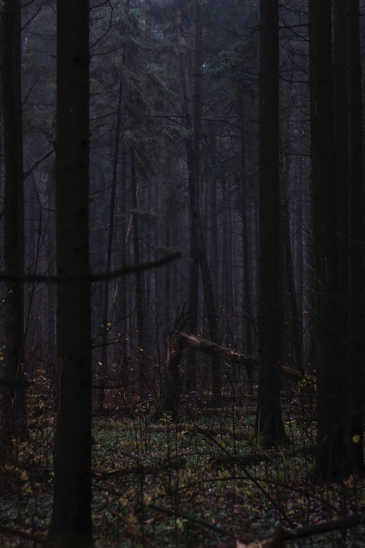 naturaleza oscuro bosque arboles