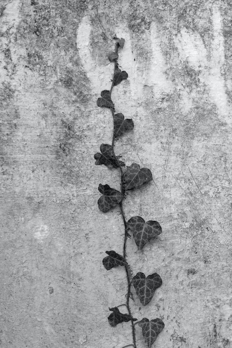 blanco y negro pared planta hiedra