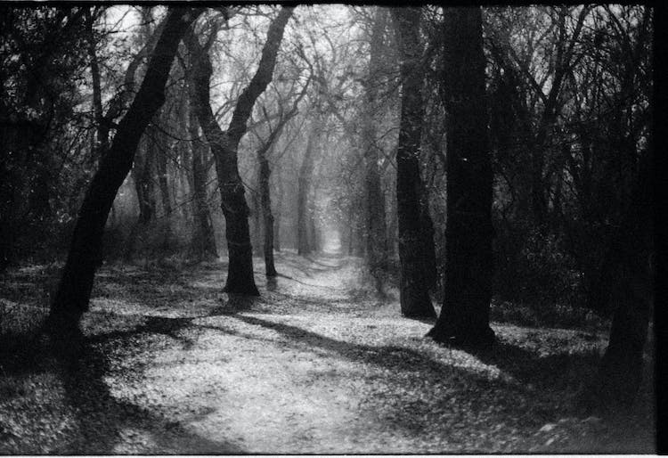 blanco y negro paisaje bosque arboles