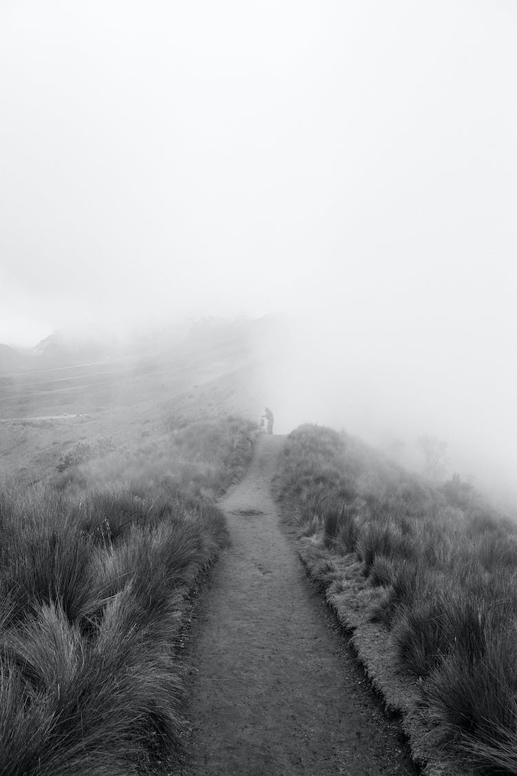 neblinoso arbustos monocromo camino sin pavimentar