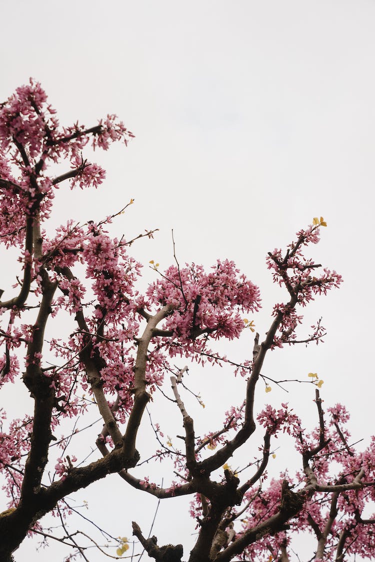 primavera flor de cerezo sakura foto de angulo bajo