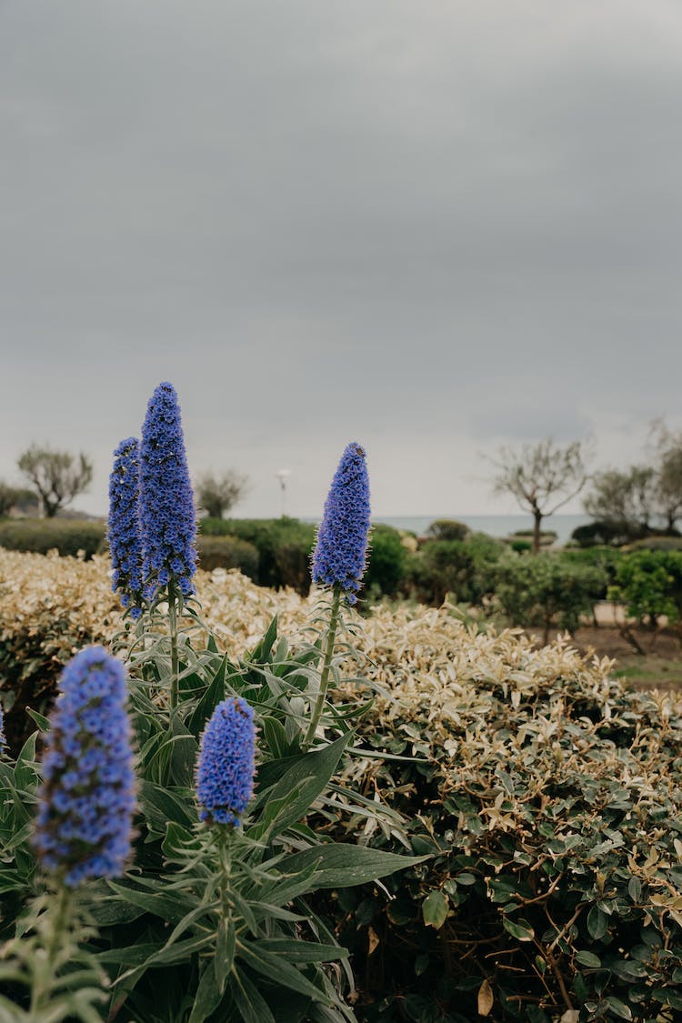 jardin plantas flora precioso