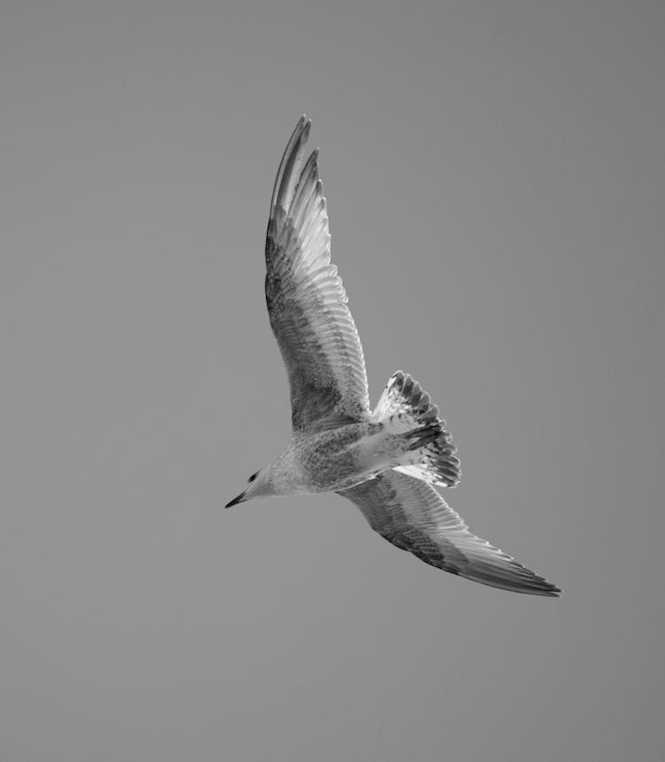 blanco y negro pajaro volador gaviota