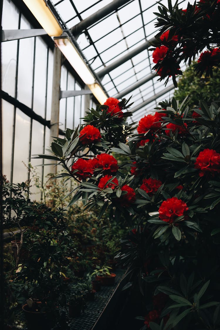 flores hojas ventanas plantas