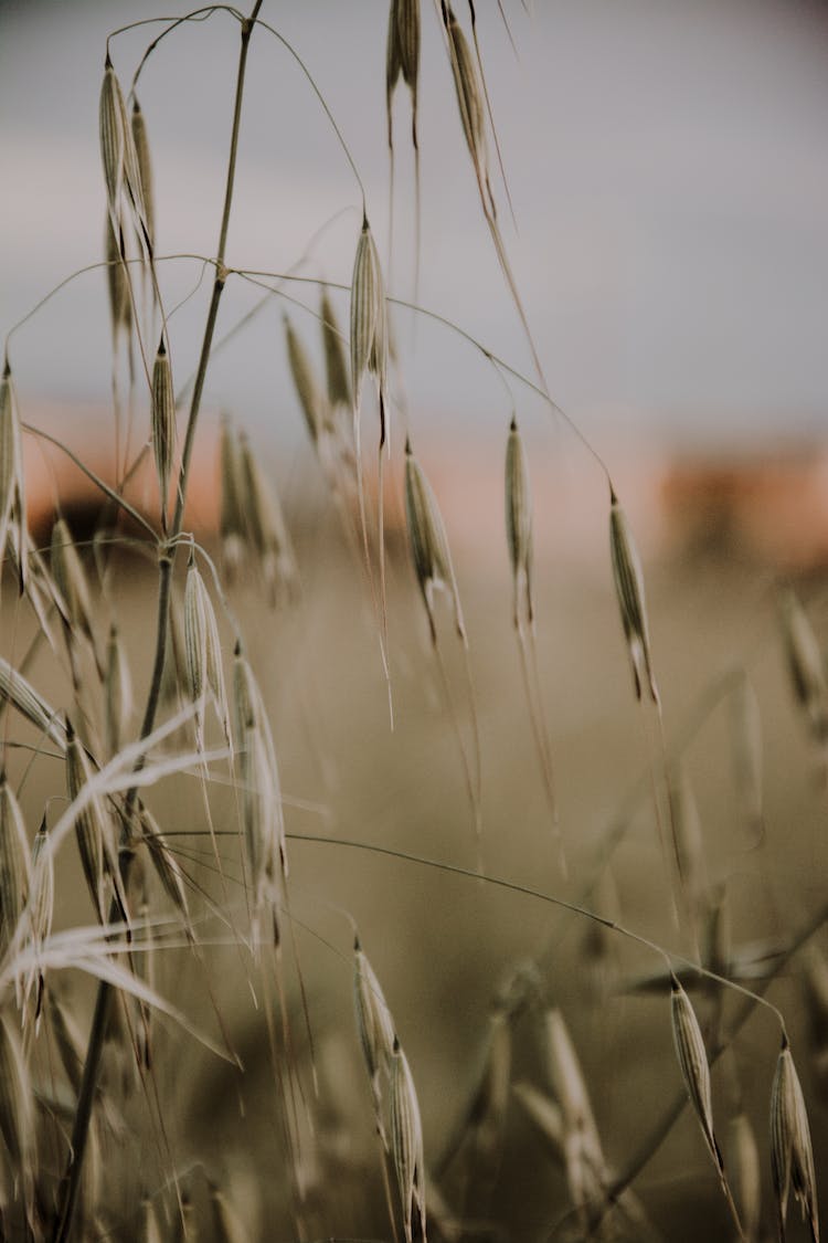 naturaleza planta avena panicula