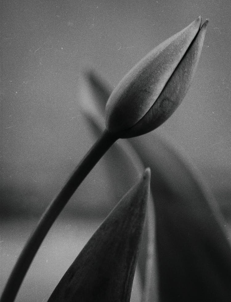 blanco y negro flor flora naturaleza muerta