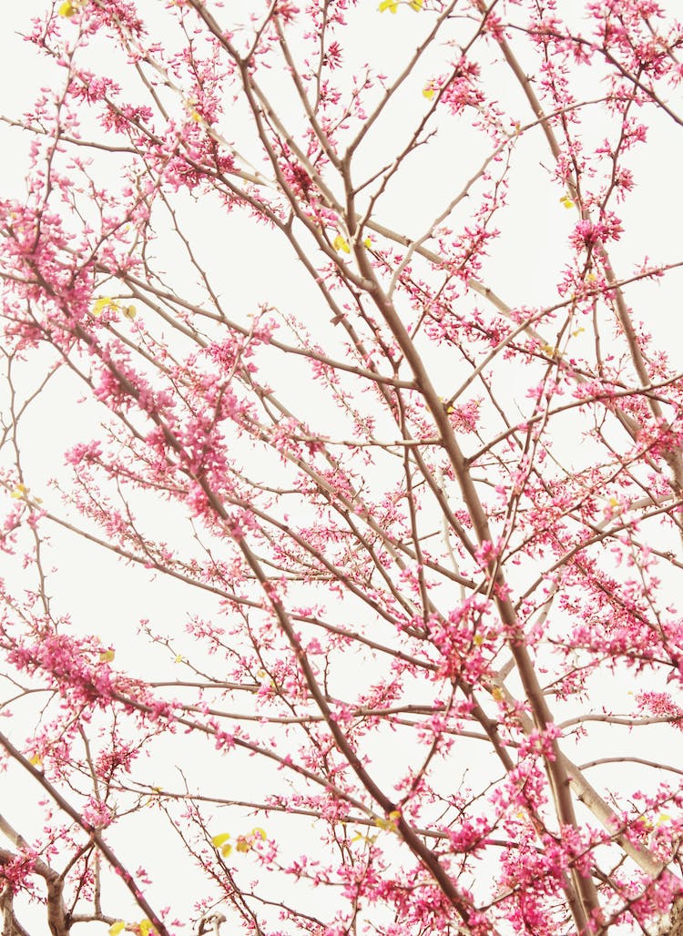 arbol flores rosadas foto de angulo bajo flores bonitas