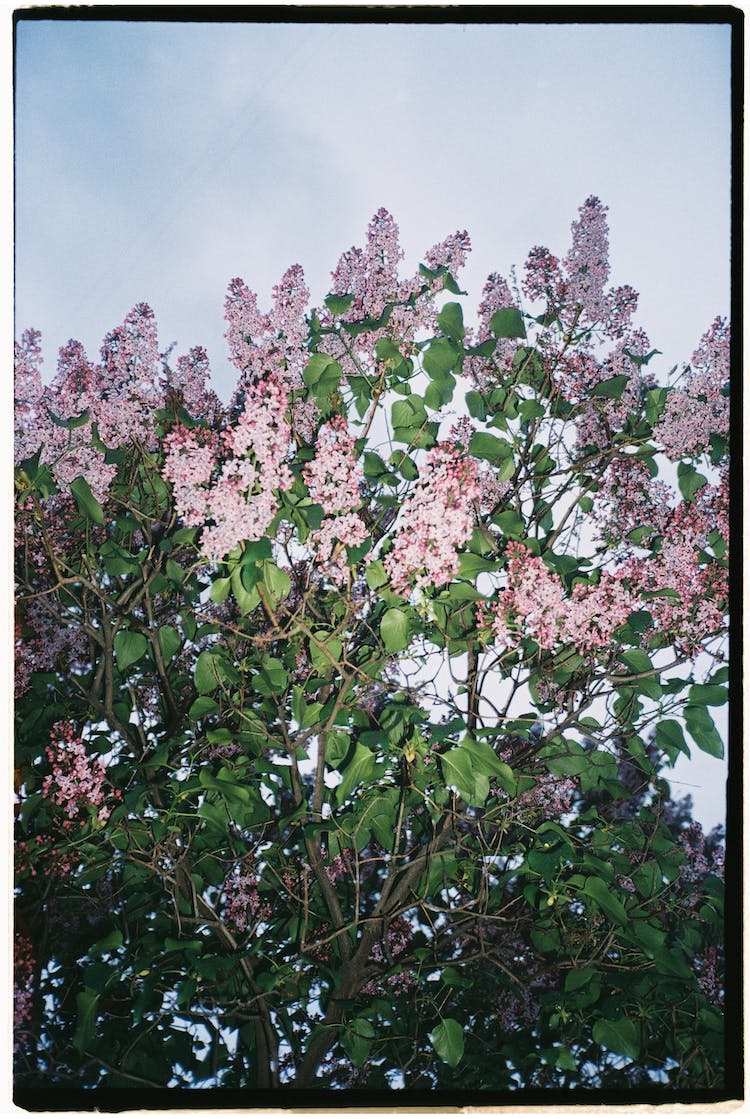 naturaleza ramas arbol flores