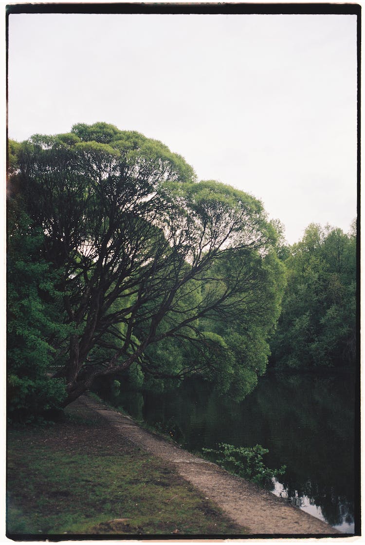 naturaleza arboles rio fotografia