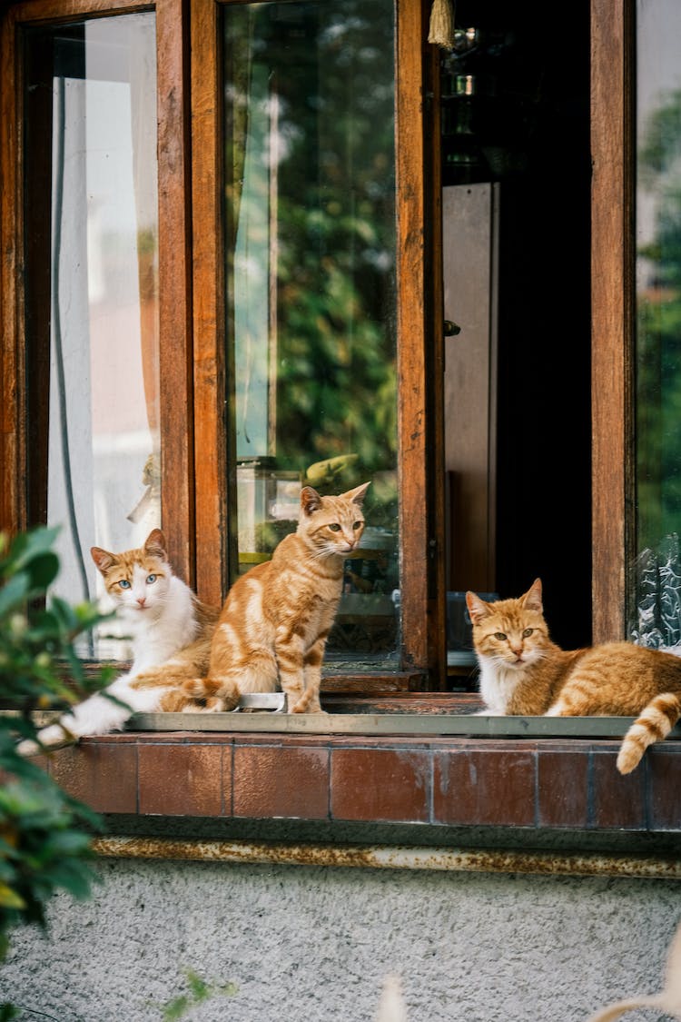 relajante sentado ventanas mascotas