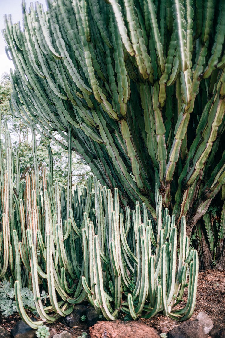 naturaleza desierto planta descuidado