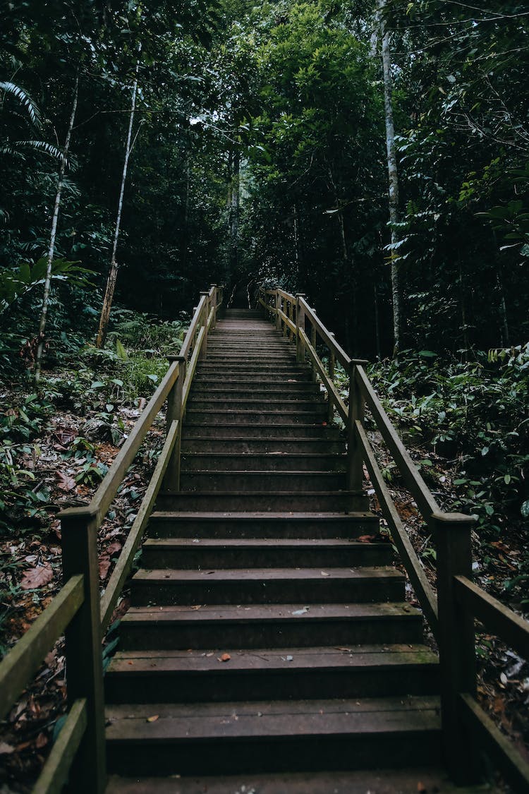 escaleras arboles tiro vertical