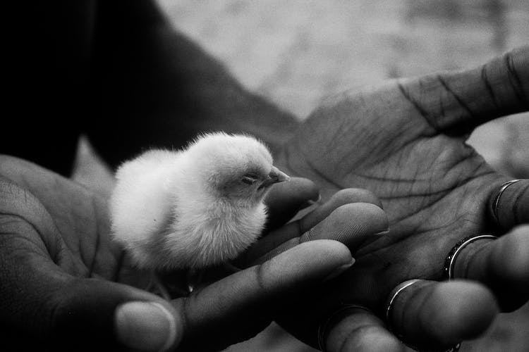 hombre pajaro manos animal