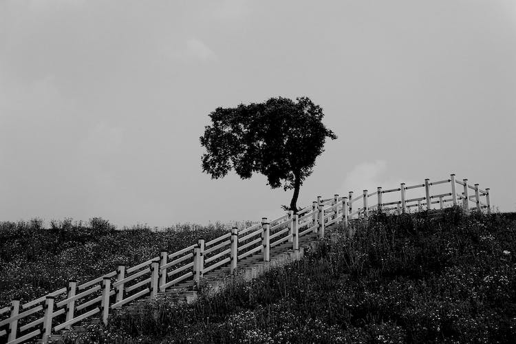 blanco y negro puesta de sol silueta campo