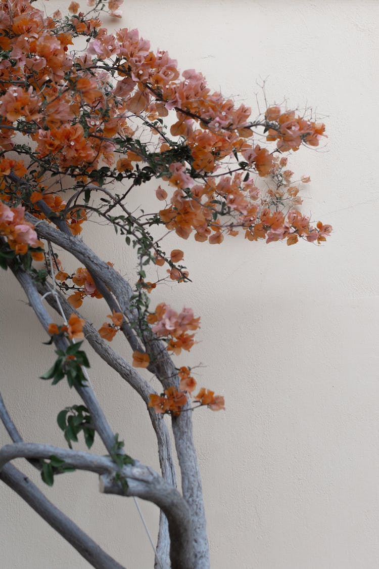 arbol flora floreciente flores de naranjo