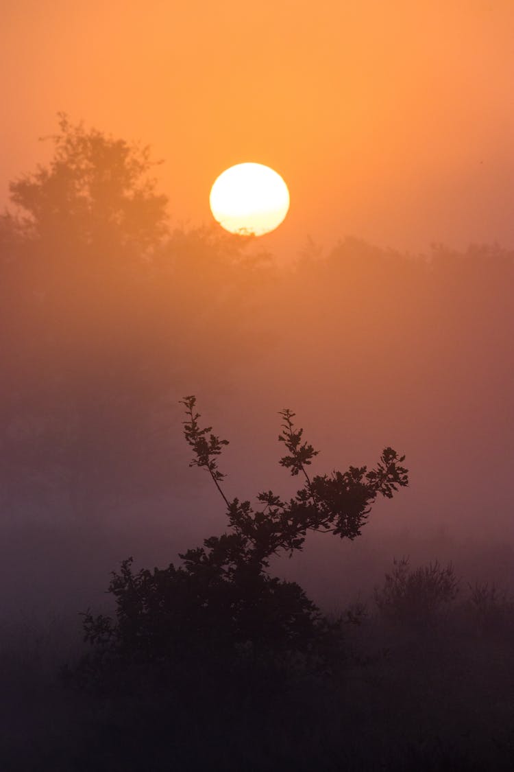 puesta de sol arboles silueta neblinoso