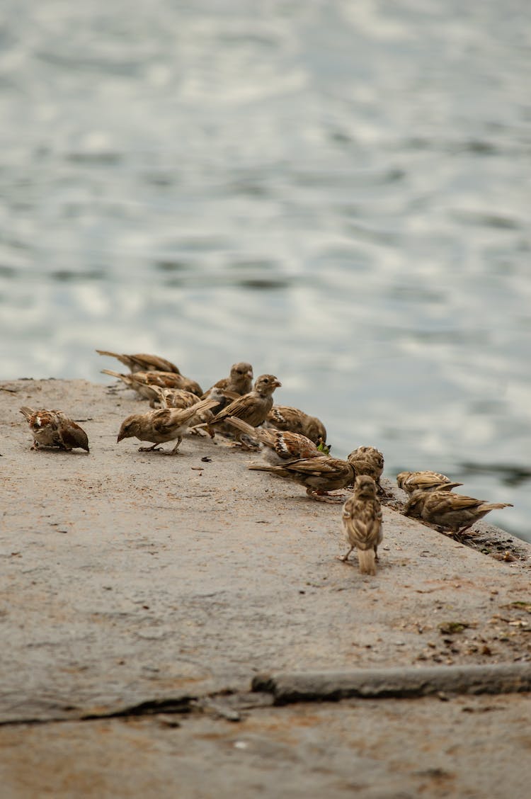 aves rebano aviar bandada