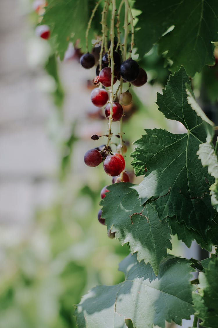 naturaleza verano uvas cosecha