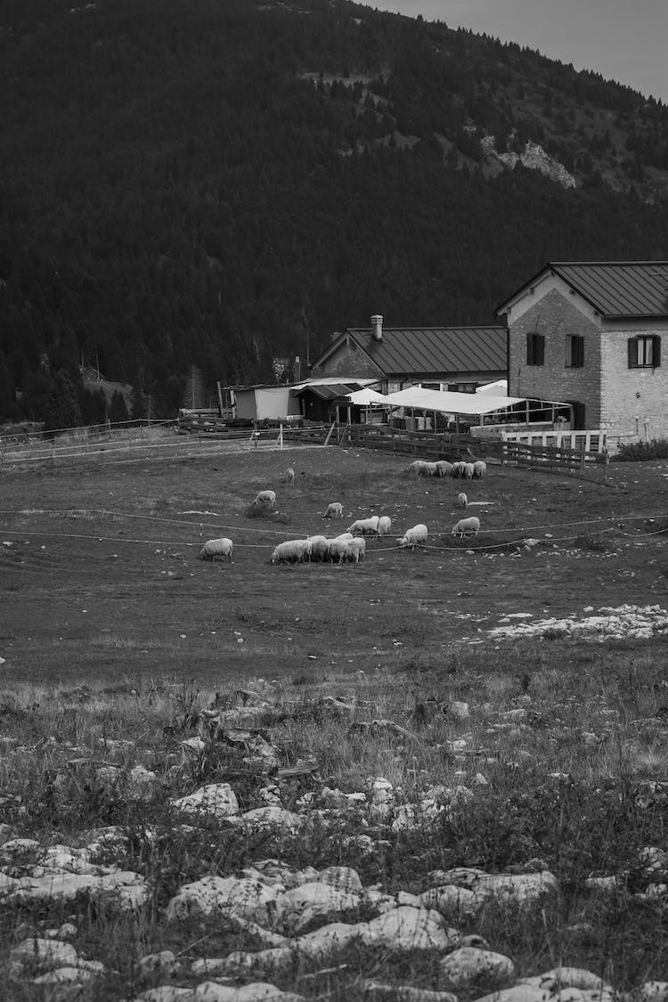 blanco y negro granja rural pasto