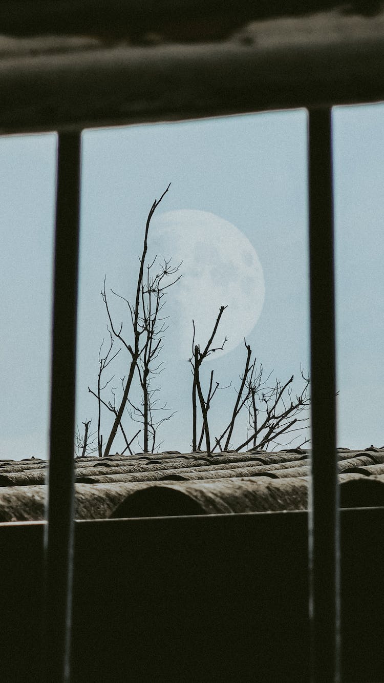 luna cielo azul arbol desnudo arbol sin hojas