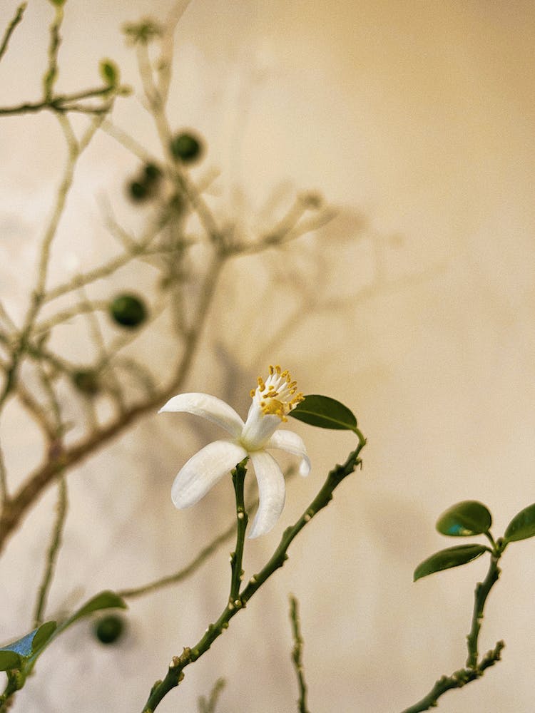 flor blanca ramitas fotografia de flores tiro vertical