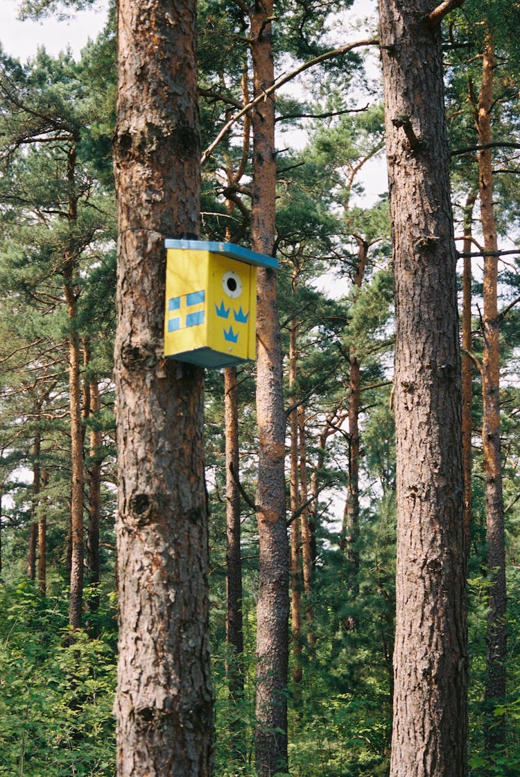 naturaleza bosque arboles pajarera