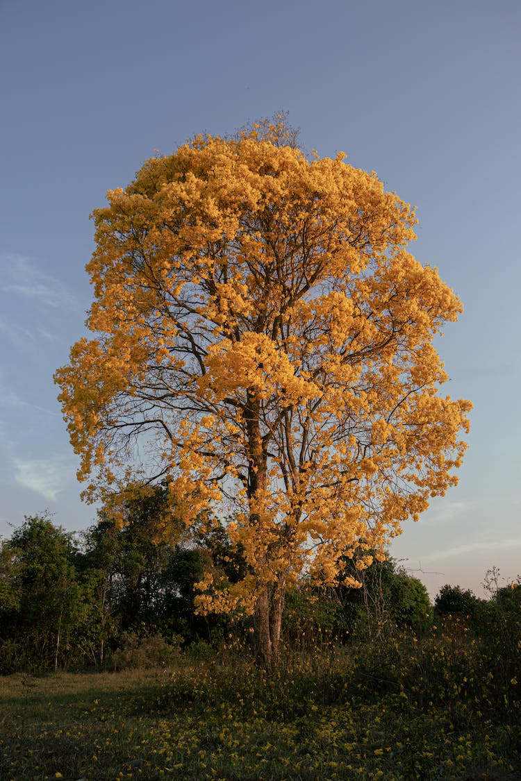 amarillo crecimiento frescura arbol floreciente