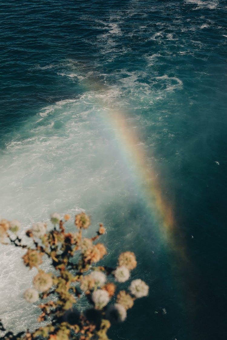 naturaleza agua planta rama