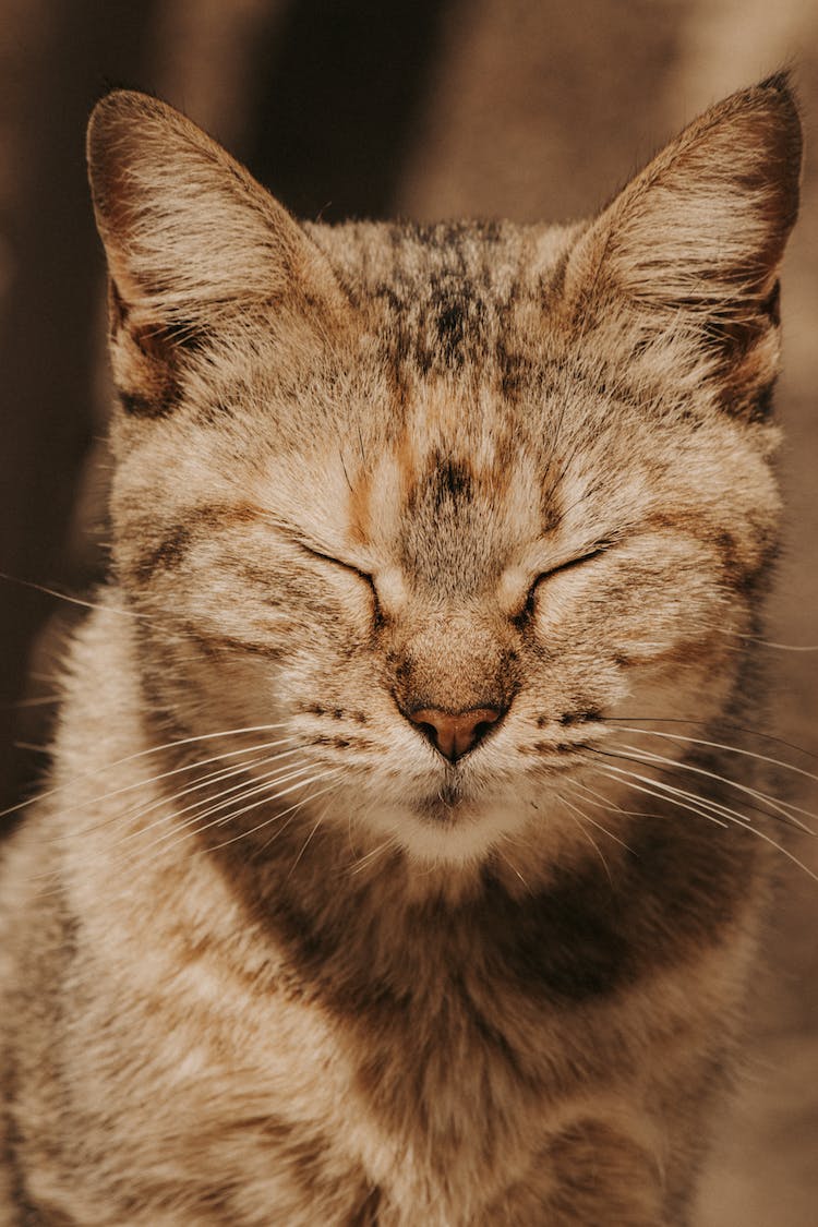 animal gato bigotes fotografia de animales