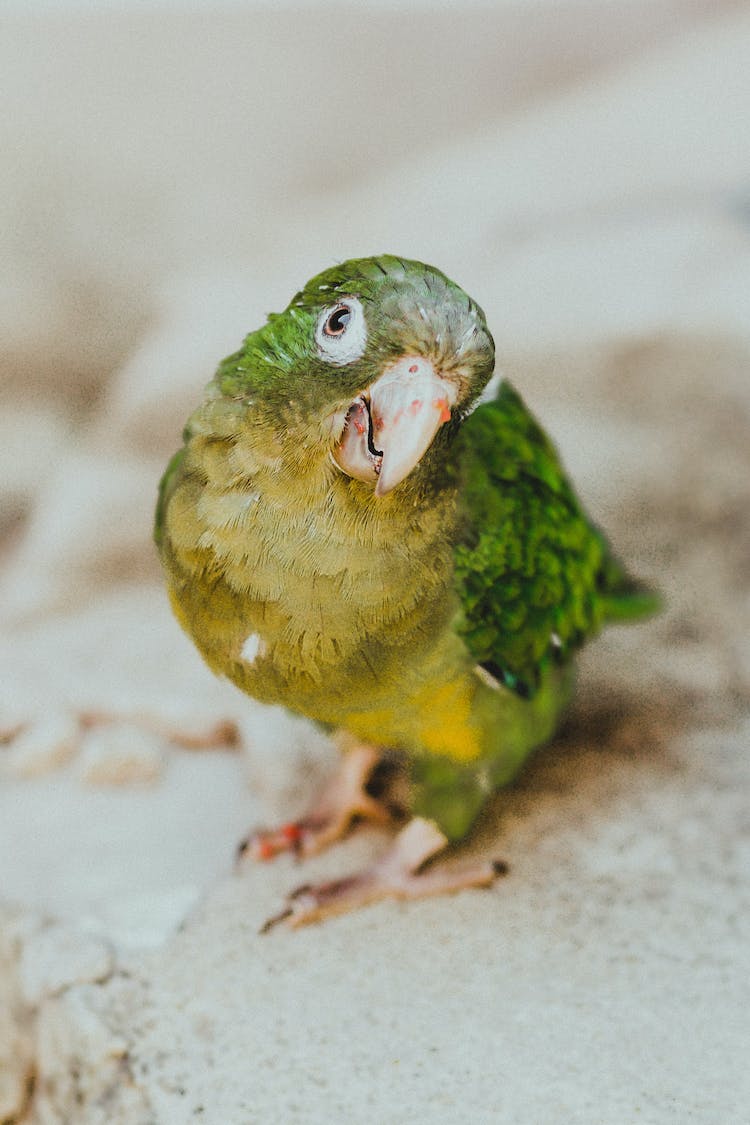 pajaro mono loro periquito