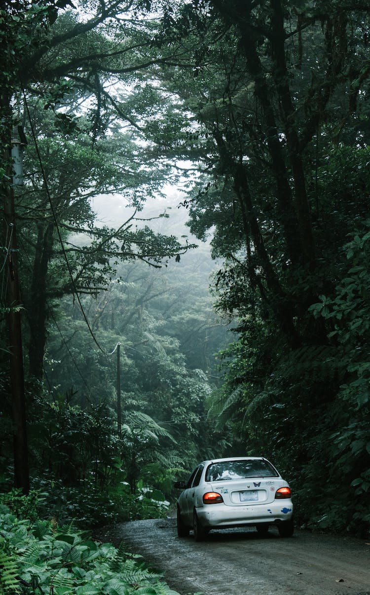 carretera naturaleza bosque arboles