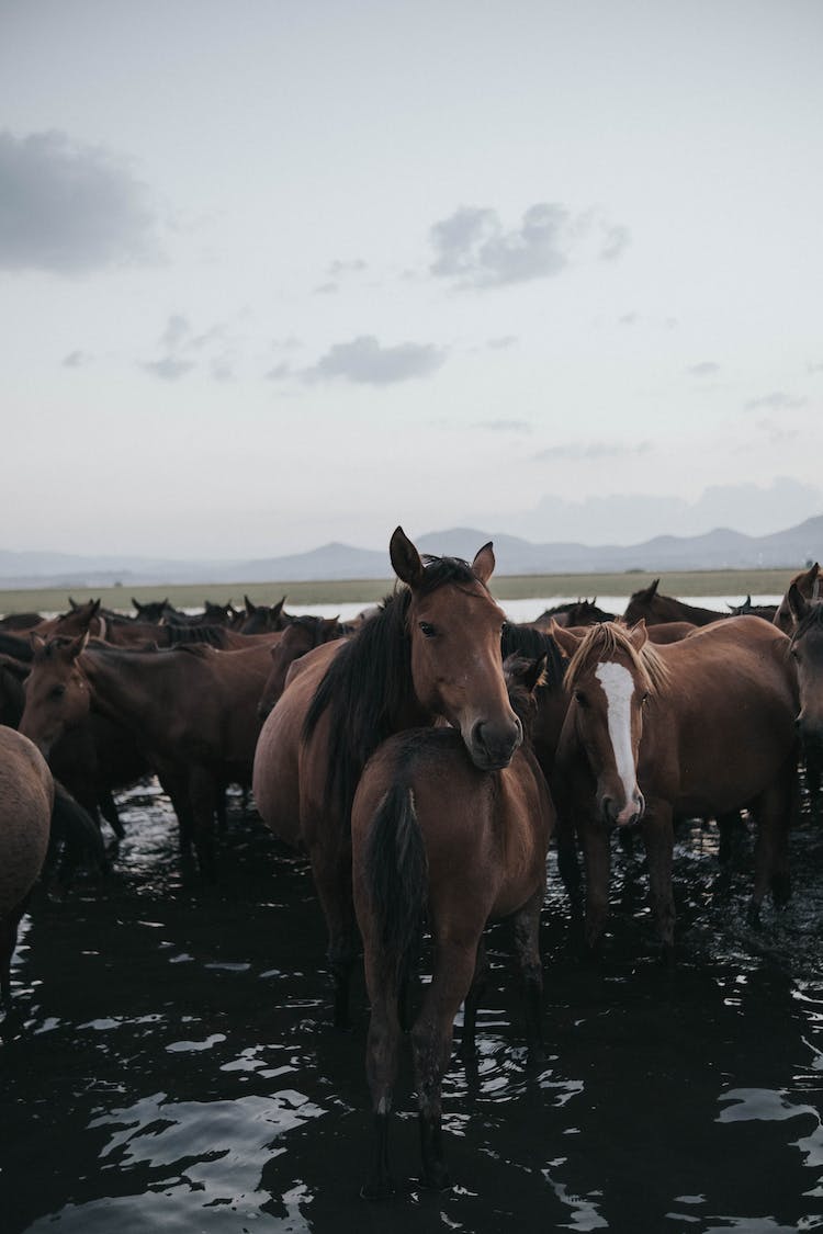 agua animales caballos manada