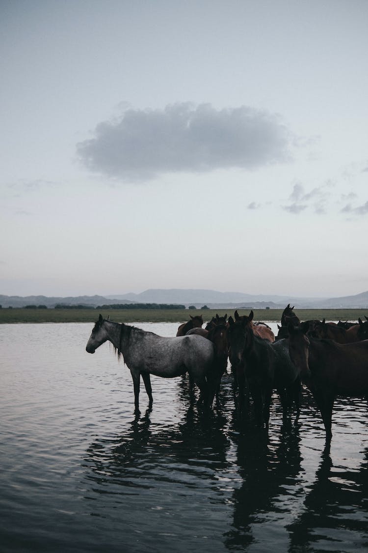 agua animales caballos manada