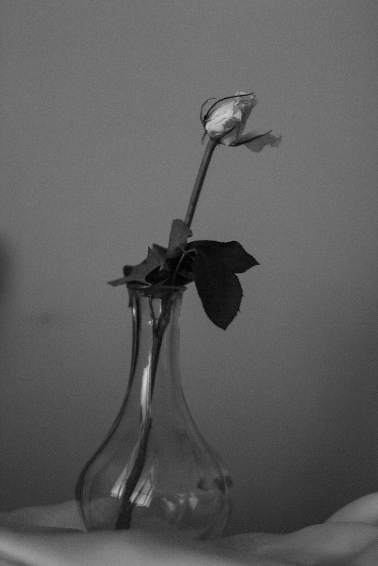 blanco y negro flor rosa flora