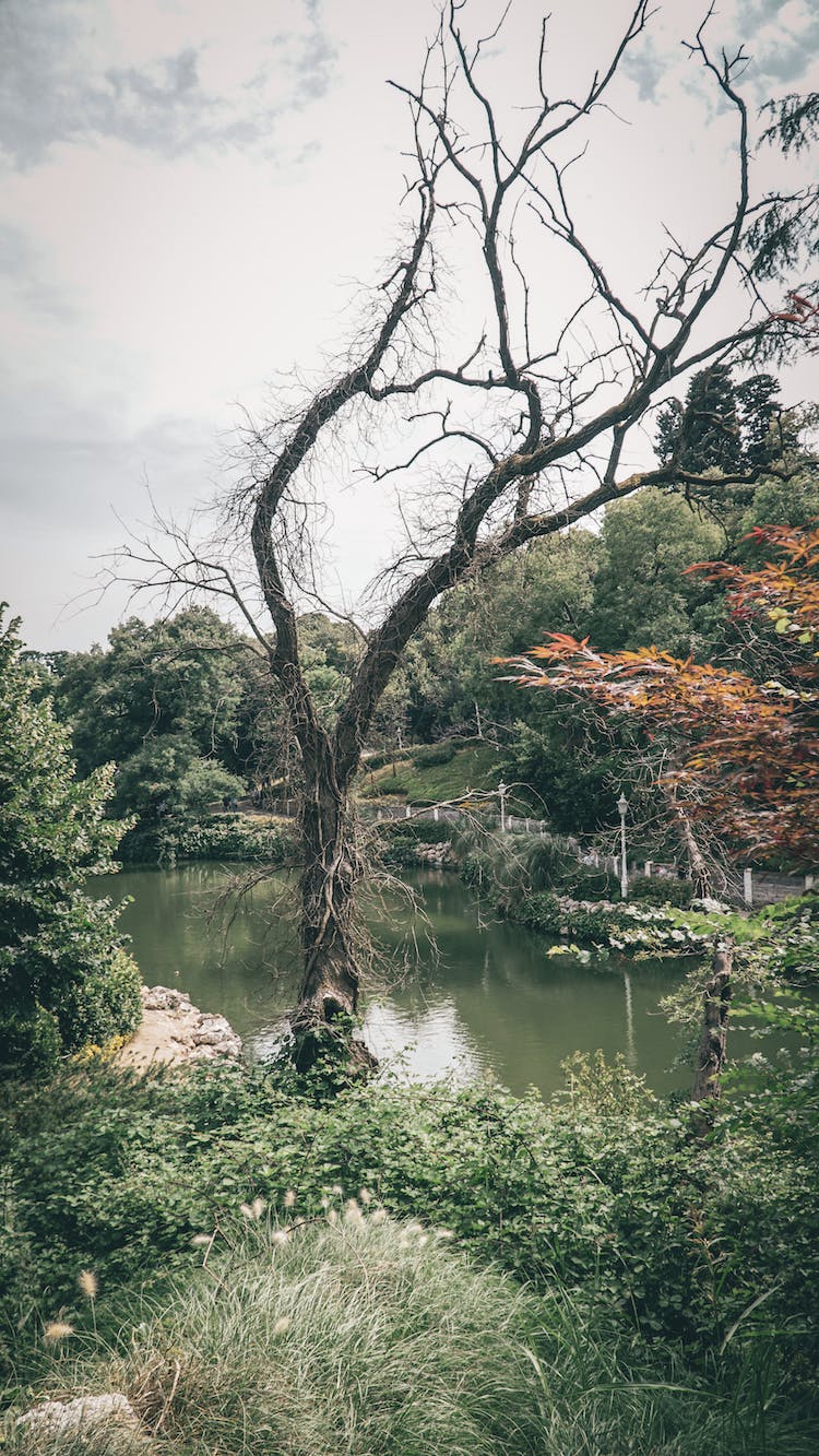 paisaje naturaleza agua bosque