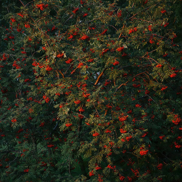 naturaleza frutas hojas arbol